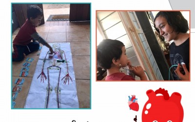 Brincadeiras em casa: o sistema cardiovascular