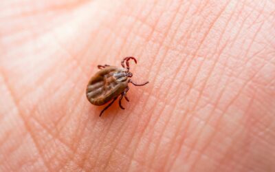 Febre Maculosa: transmissão, sintomas e tratamento!